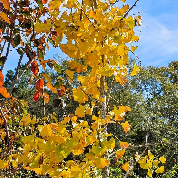 GINKGO BILOBA