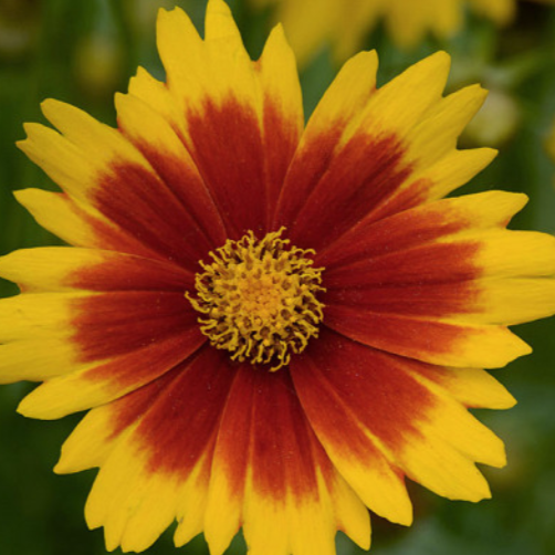 COREOPSIS NATIVE