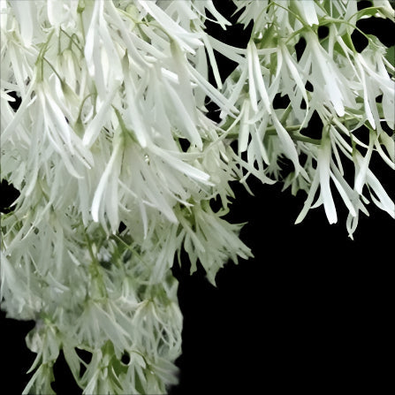 NATIVE GRANCEY GREY BEARD/FRINGE TREE
