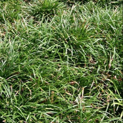 MONDO GRASS