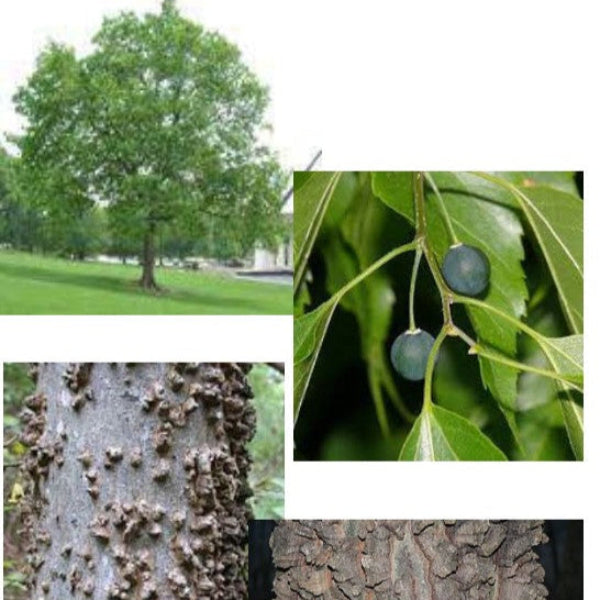 SNOWBERRY HACKBERRY NATIVE