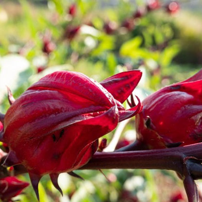 HIBICUS ROSELLE