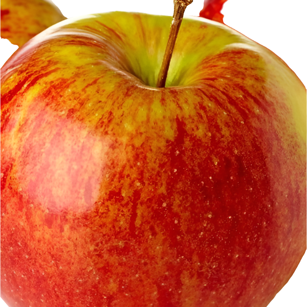 Honeycrisp Apple Tree for sale at Advanced Nursery Growers in DeFuniak Springs Florida