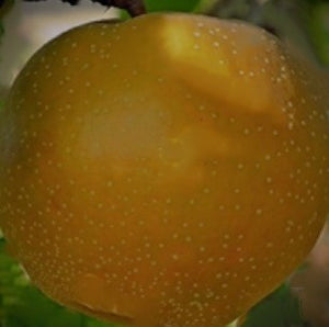 PEAR HOSUI