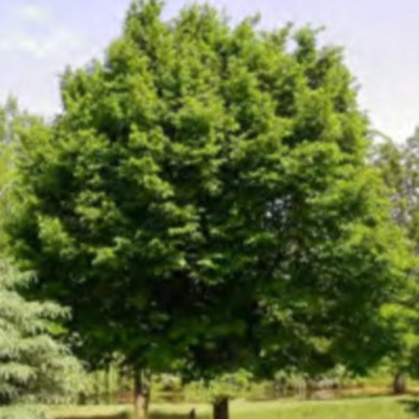 EASTERN HOPHOMBEAM