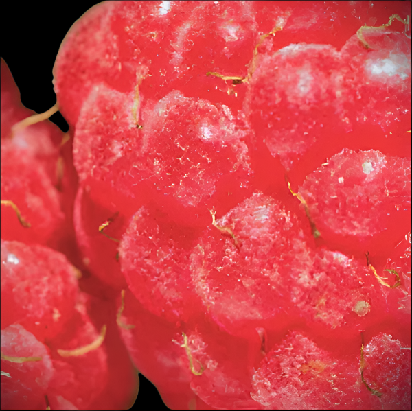 Heritage Raspberry plant with ripe red fruit for sale at Advanced Nursery Growers in DeFuniak Springs Florida