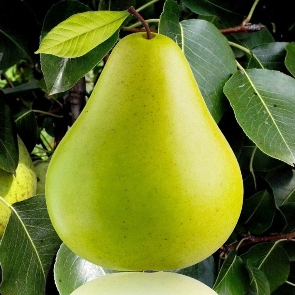 Hood Pear tree for sale in DeFuniak Springs Florida at Advanced Nursery Growers