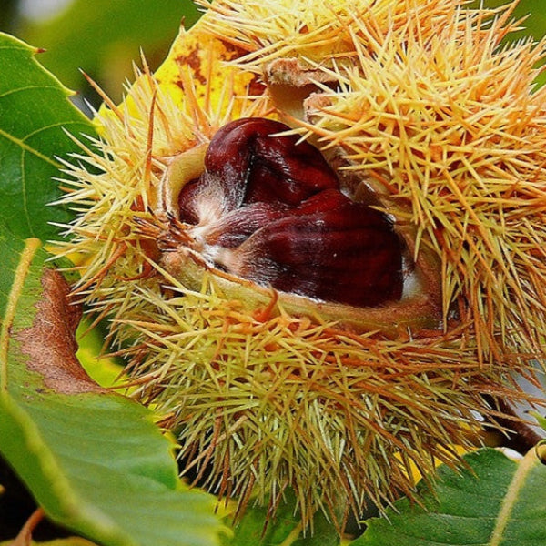 Hybrid Chestnut tree with green foliage and edible chestnuts for sale at Advanced Nursery Growers in DeFuniak Springs, Florida