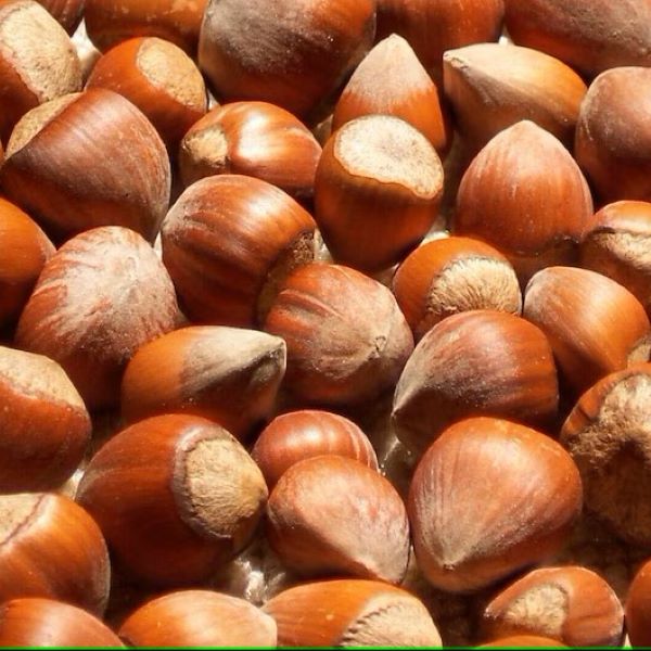 Hybrid Chestnut Trees