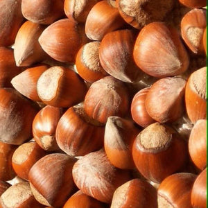 Hybrid Chestnut Trees