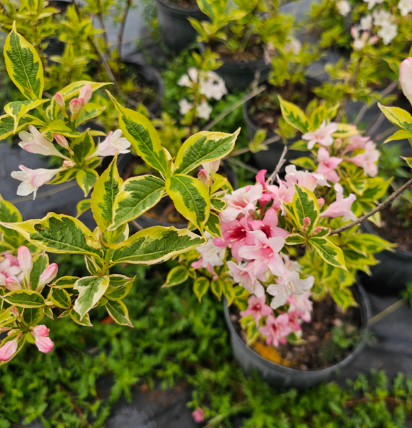 Advanced Nursery Growers: Elevating Expertise in the Horticultural Sector
