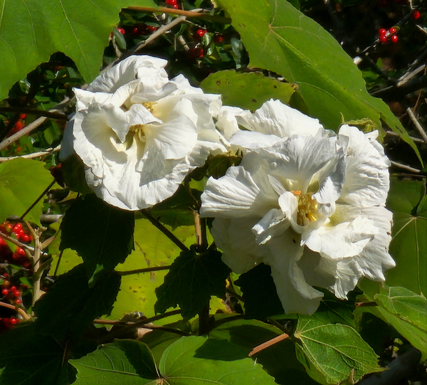 Advanced Nursery Growers: Elevating Expertise in the Horticultural