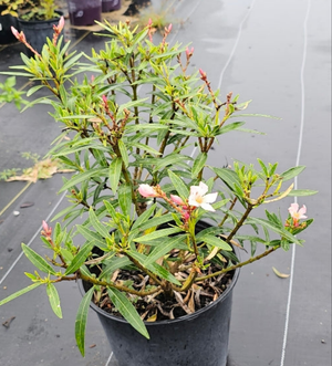 OLEANDER SALMON DWARF