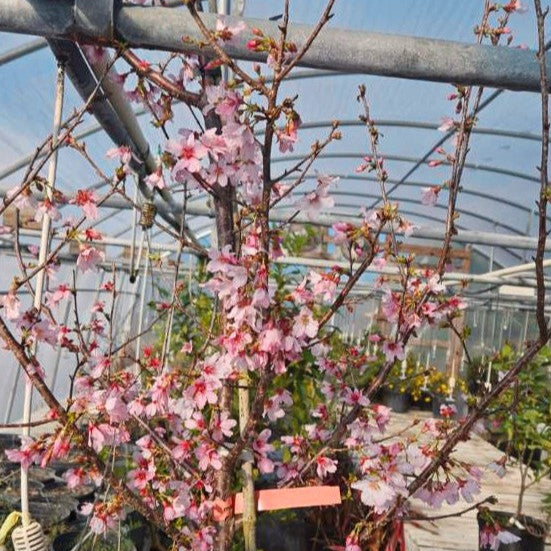Okame Cherry Trees