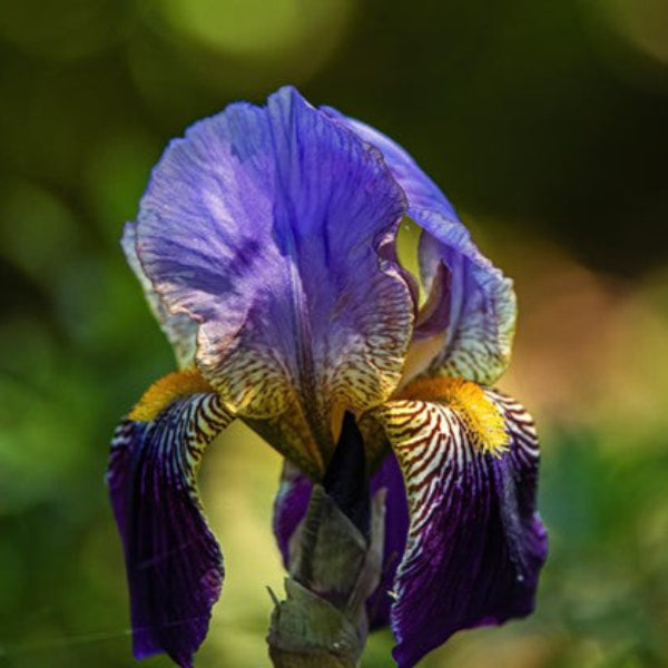 NATIVE IRIS BLUE FLAG