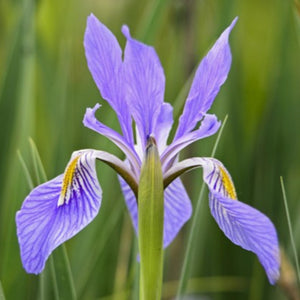 NATIVE IRIS BLUE FLAG