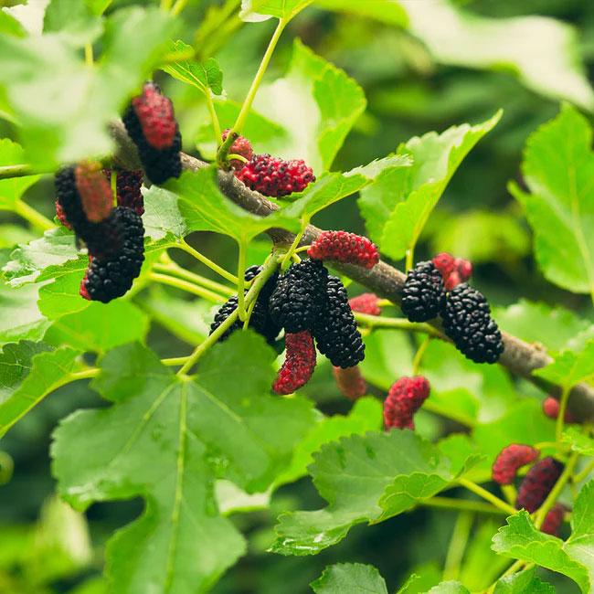 MULBERRY ILLINOIS