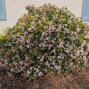 INDIAN HAWTHORNE