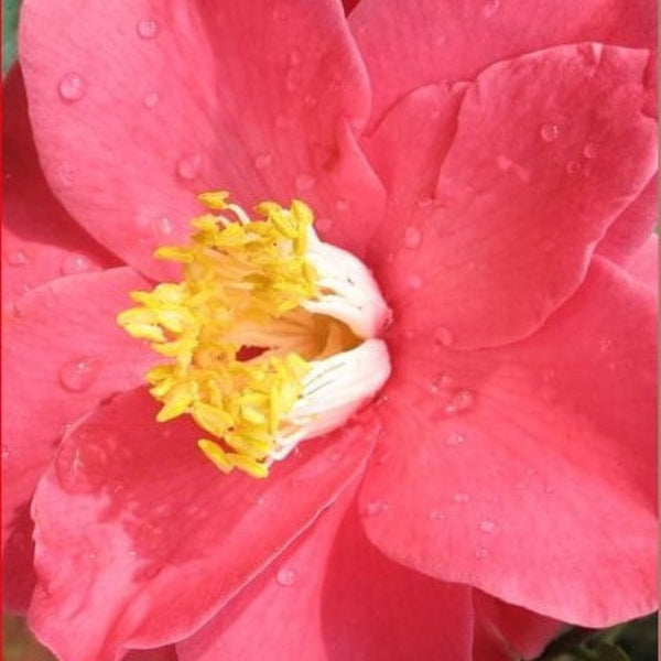 Camellia Fair Grounds