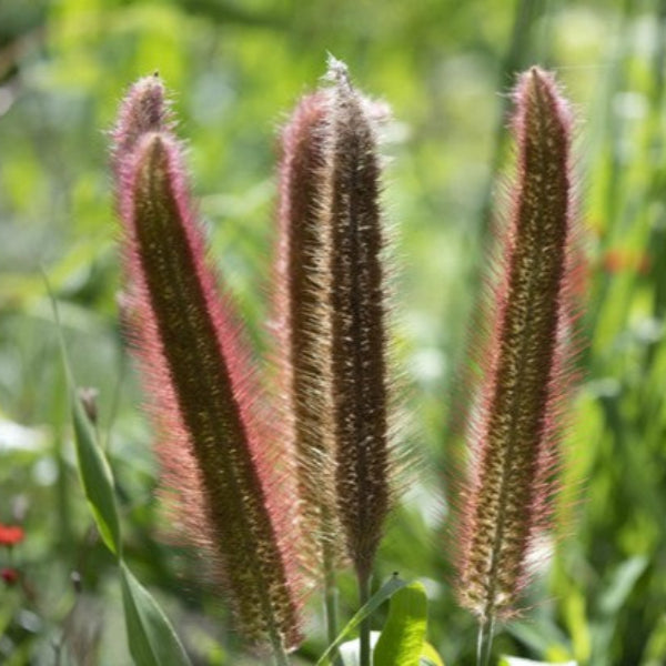 NATIVE JOE PYE WEED
