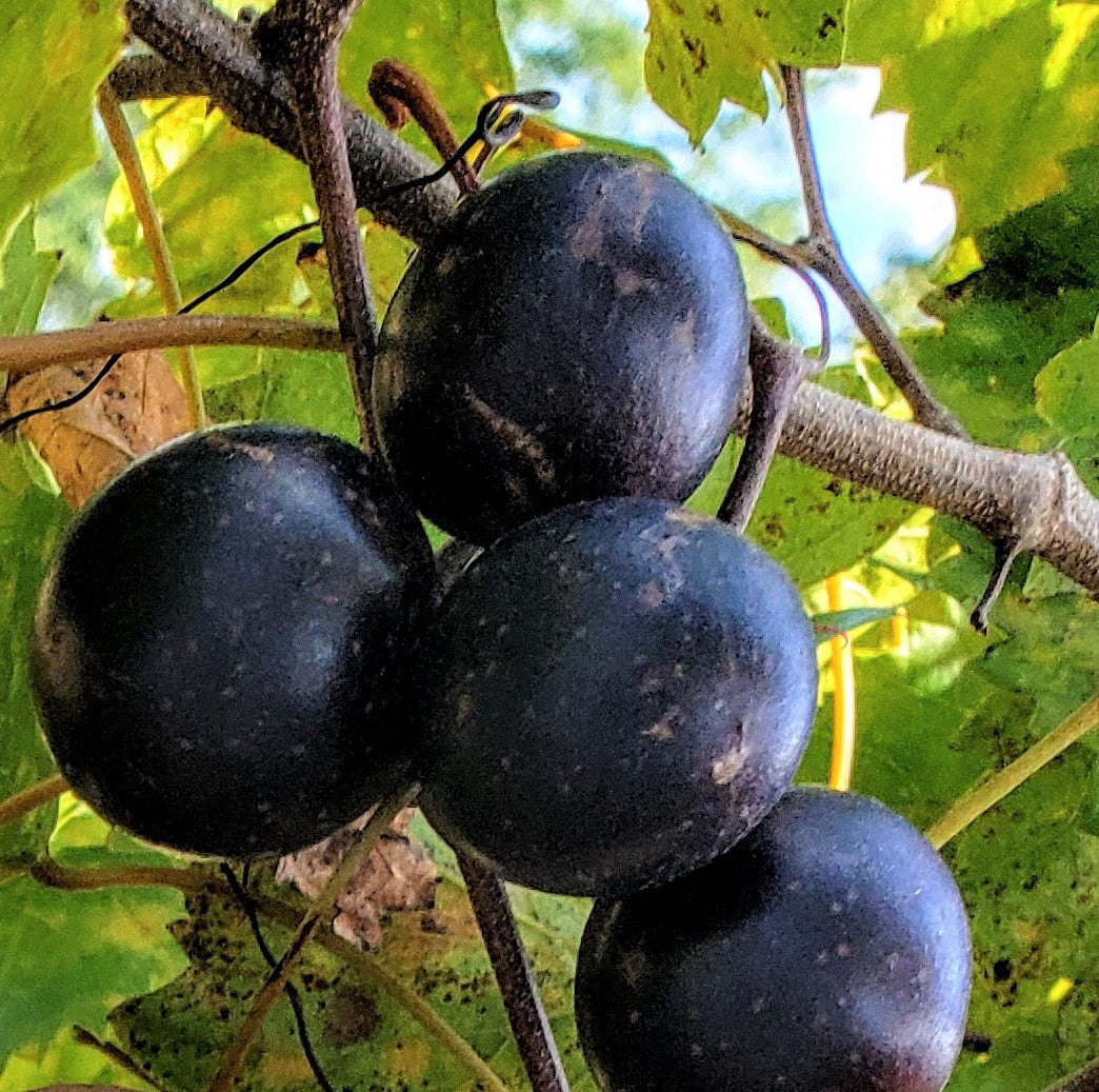 Jumbo Muscadine vine producing very large black fruit for North Florida gardens