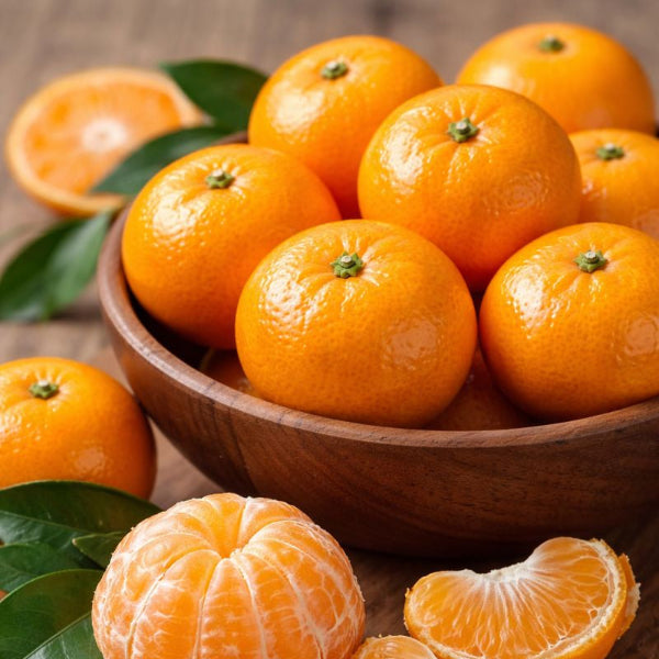 
Kishu Mandarin Orange Tree for North Florida at Advanced Nursery Growers in DeFuniak Springs FL