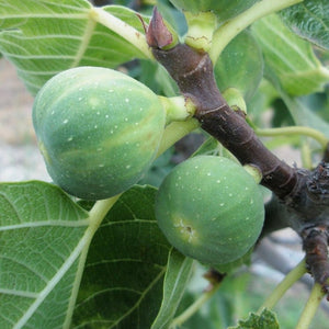 Kadota Fig tree with sweet yellow-green figs and amber flesh for sale at Advanced Nursery Growers in DeFuniak Springs Florida
