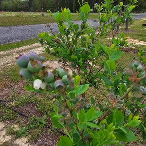 Krewer rabbiteye blueberry plant 