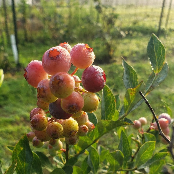 Krewer rabbiteye blueberry plant with exceptionally large ripe blue berries