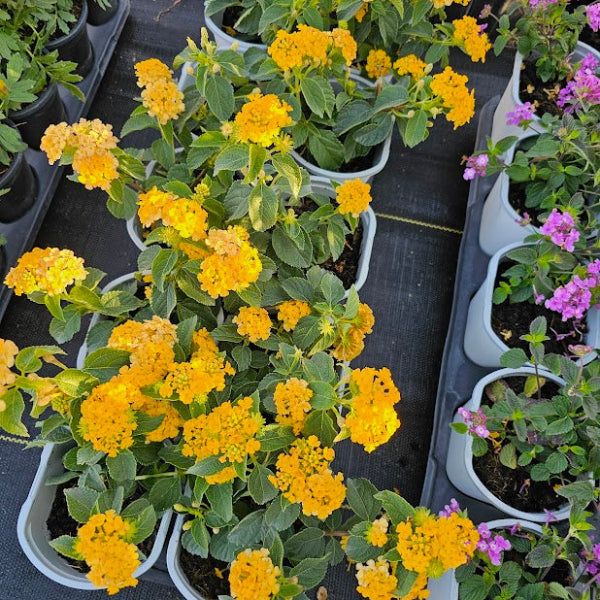 LANTANA GOLD