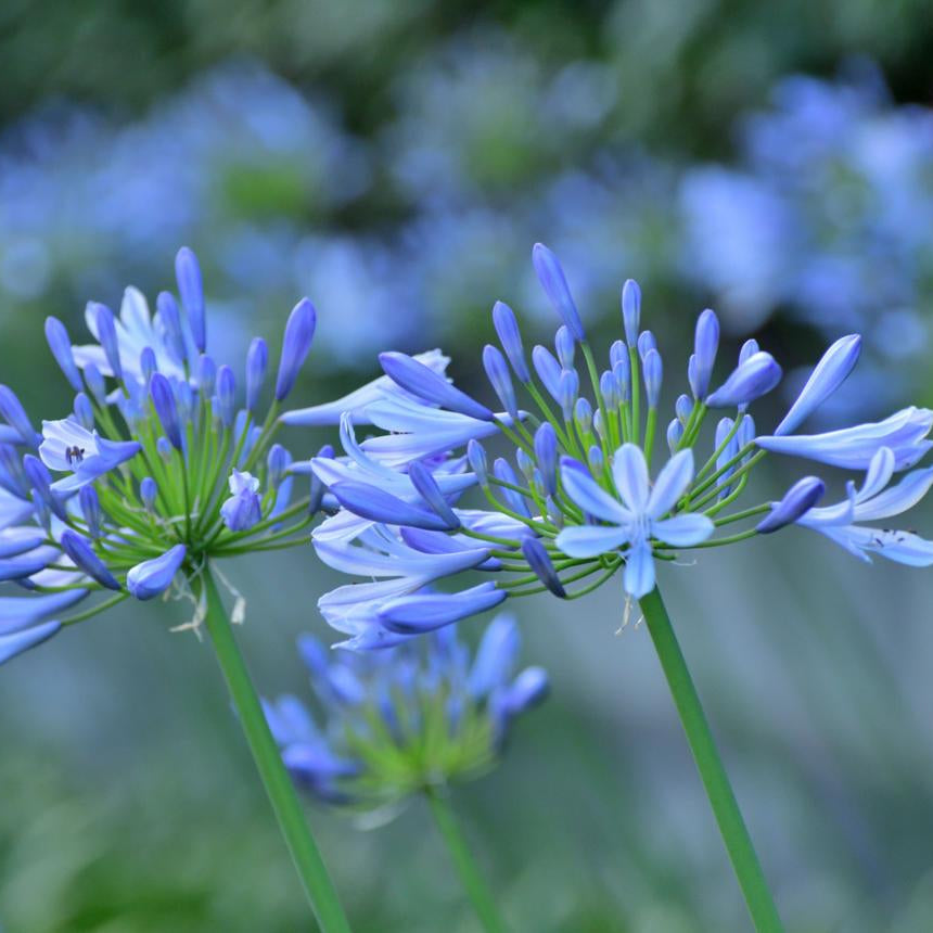 Barley Blue Lily of the Nile | Agapanthus africanus