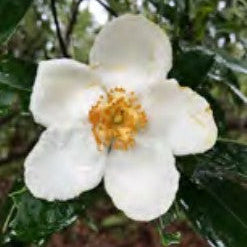 Loblolly Bay Pine