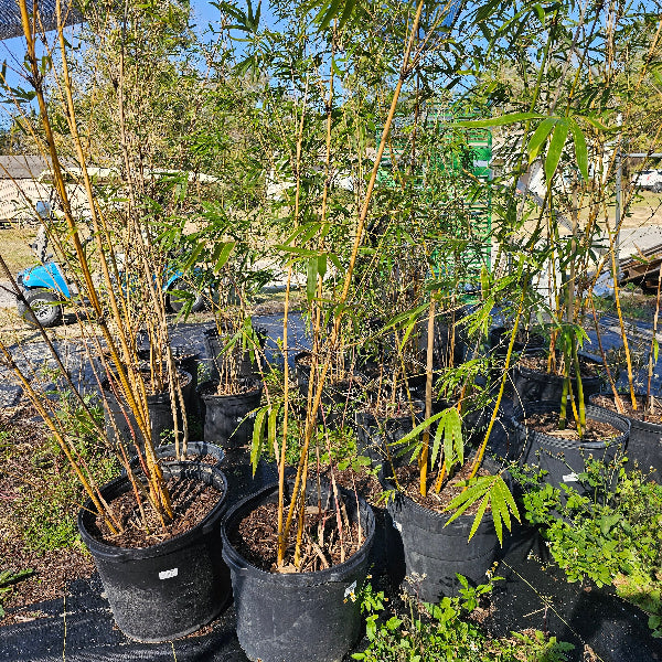 BAMBOO CUMPING Alphonze Karr