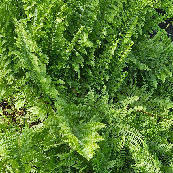 FERN FLUFFY RUFFLE hanging basket