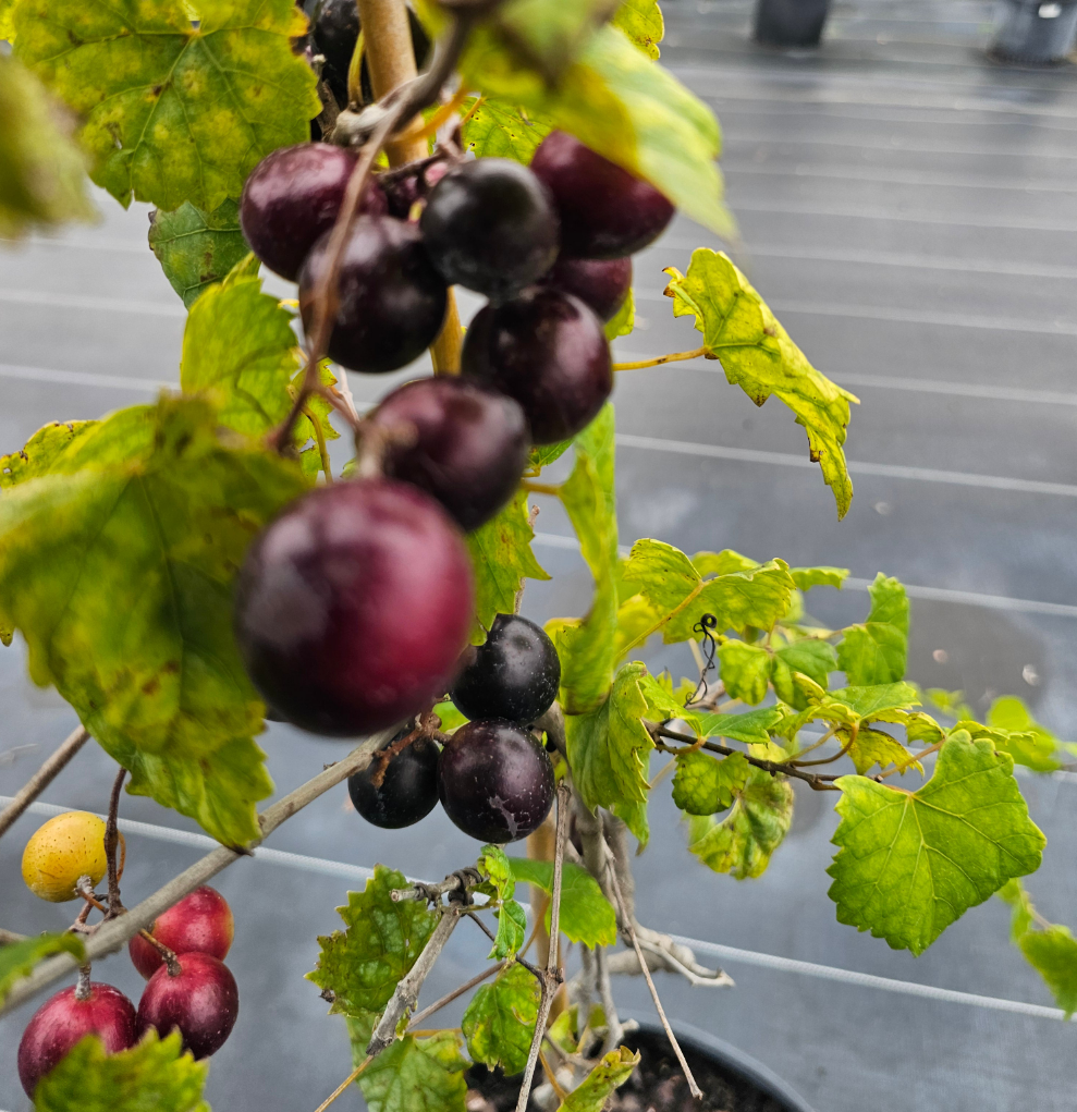 Lane self-fertile muscadine vine producing early dark purple to black fruit in North Florida