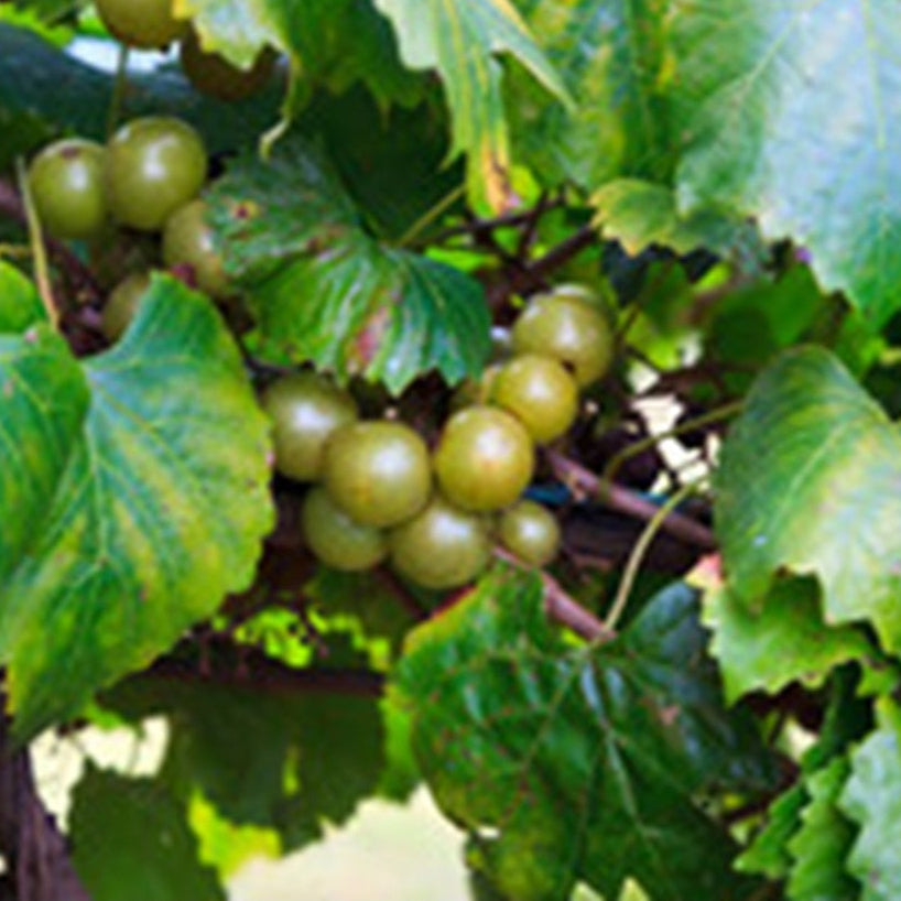 Late Fry self-fertile bronze muscadine vine available in DeFuniak Springs, Florida