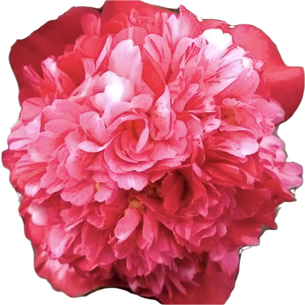 CAMELLIA Laura Walker