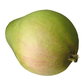 LeConte Pear Tree with yellow red-blushed fruit for sale at Advanced Nursery Growers in DeFuniak Springs, Florida