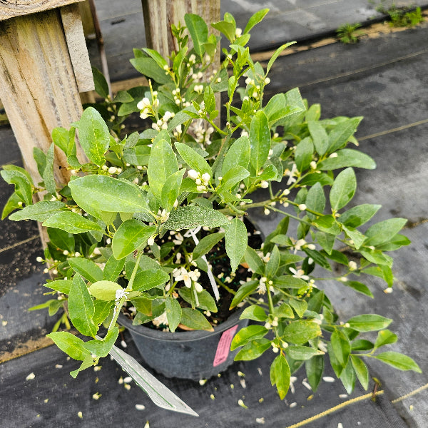 Limequat tree for North Florida at Advanced Nursery Growers in DeFuniak Springs FL