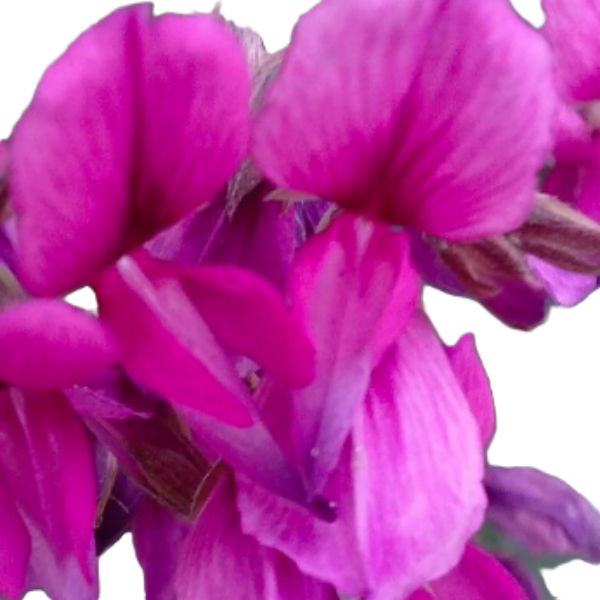 Little Buddy Lespedeza