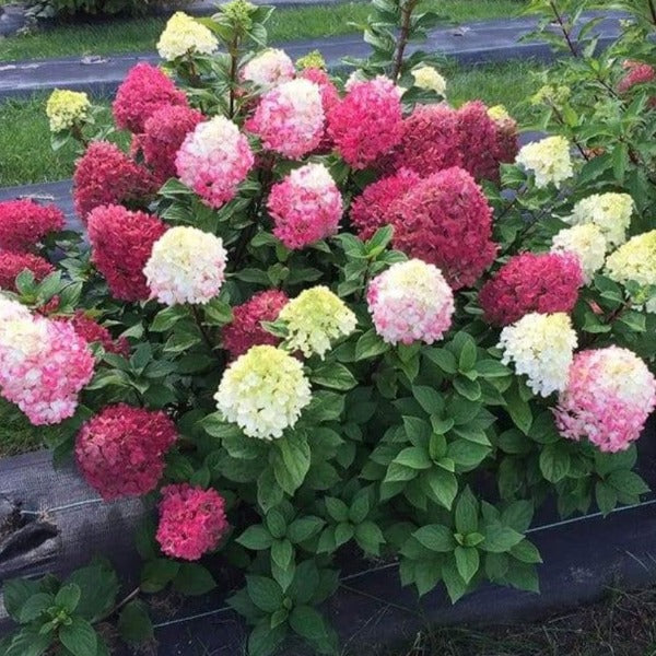 HHYDRANGEA Little Lime Punch