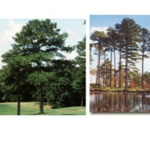 Loblolly Bay Pine