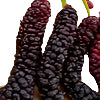 Long Mulberry Tree with extra-long edible fruit for sale at Advanced Nursery Growers in DeFuniak Springs Florida