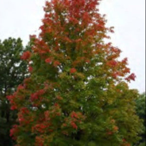 MAPLE RED NATIVE