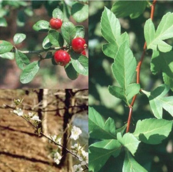 MAYHAW TREE NATIVE