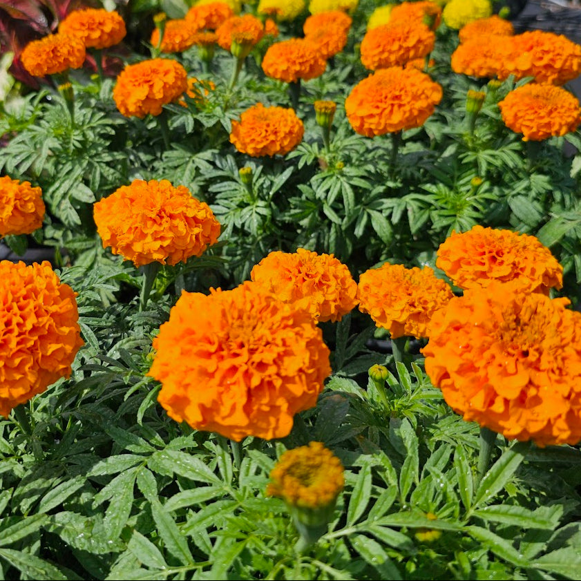 MARIGOLD AFRICAN ORANGE