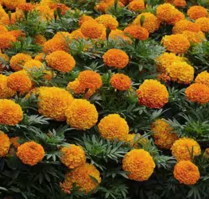 Queen Sophie MARIGOLD - Advanced Nursery Growers