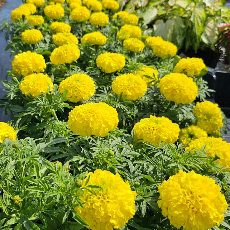 MARIGOLD AFRICAN YELLOW