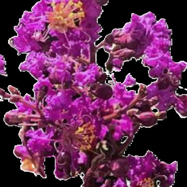 Miss Sandra CrapeMyrtle