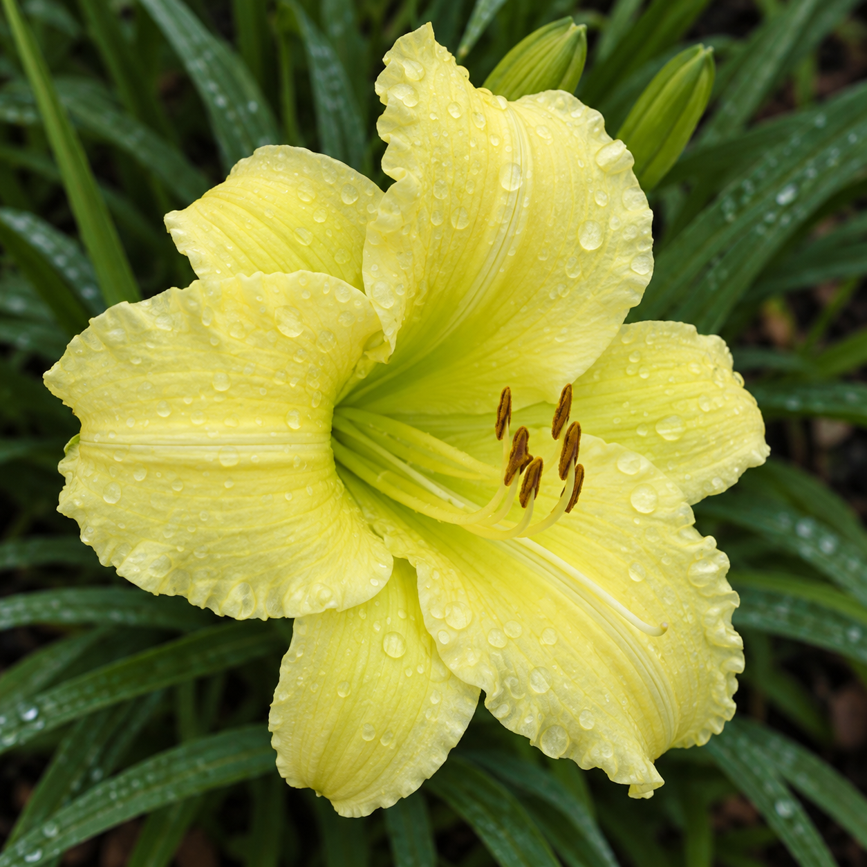 Soft lemon-yellow Miss June Daylily flower with ruffled petals and a yellow-green throat